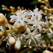 Cordyline mauritiana.canne marronne.( inflorescence détail )asparagaceae.endémique Réunion Maurice..jpeg